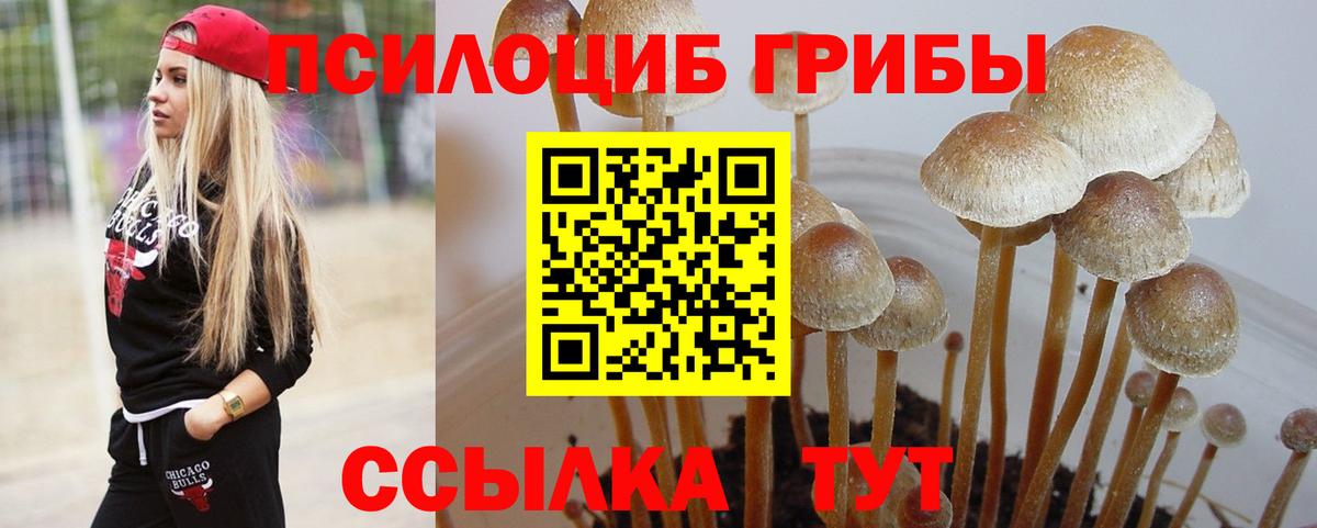 Касимов  Псилоцибиновые грибы Psilocybine cubensis  Псилоцибиновые грибы Psilocybe  закладки  Вход с VPN 